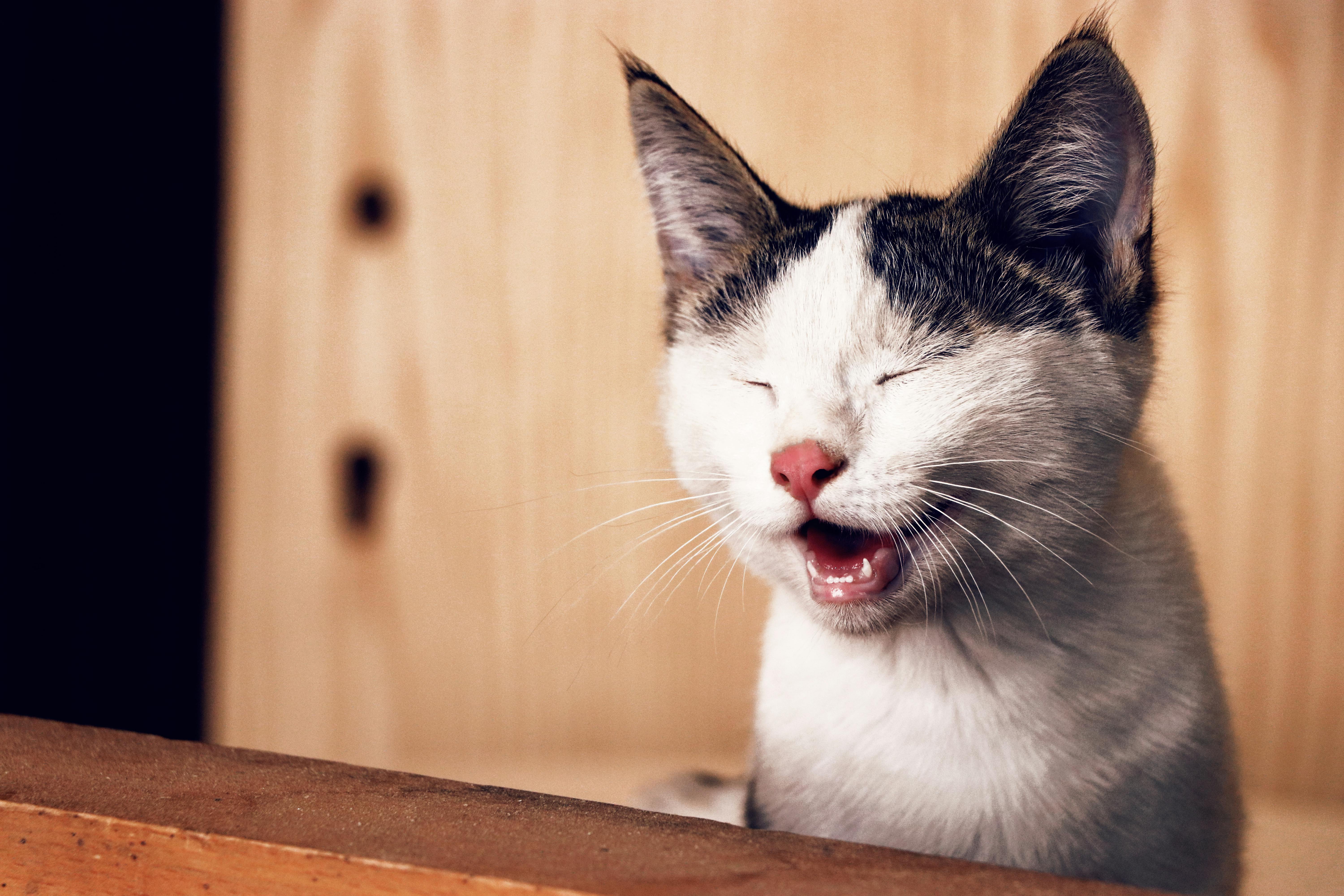 cat with its eyes closed and mouth open