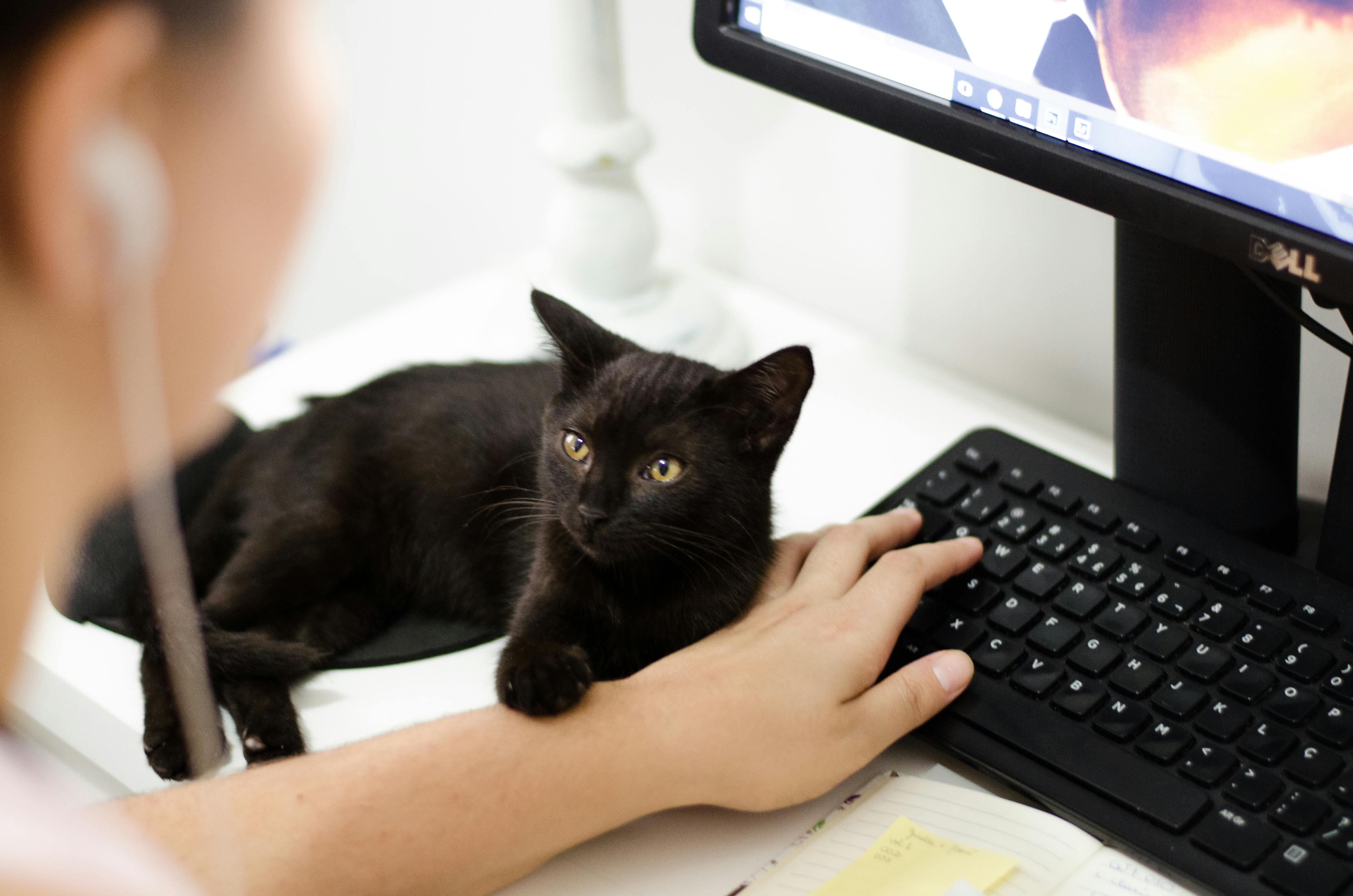 black cat sitting besides a computer, touching your hand with one of its paws