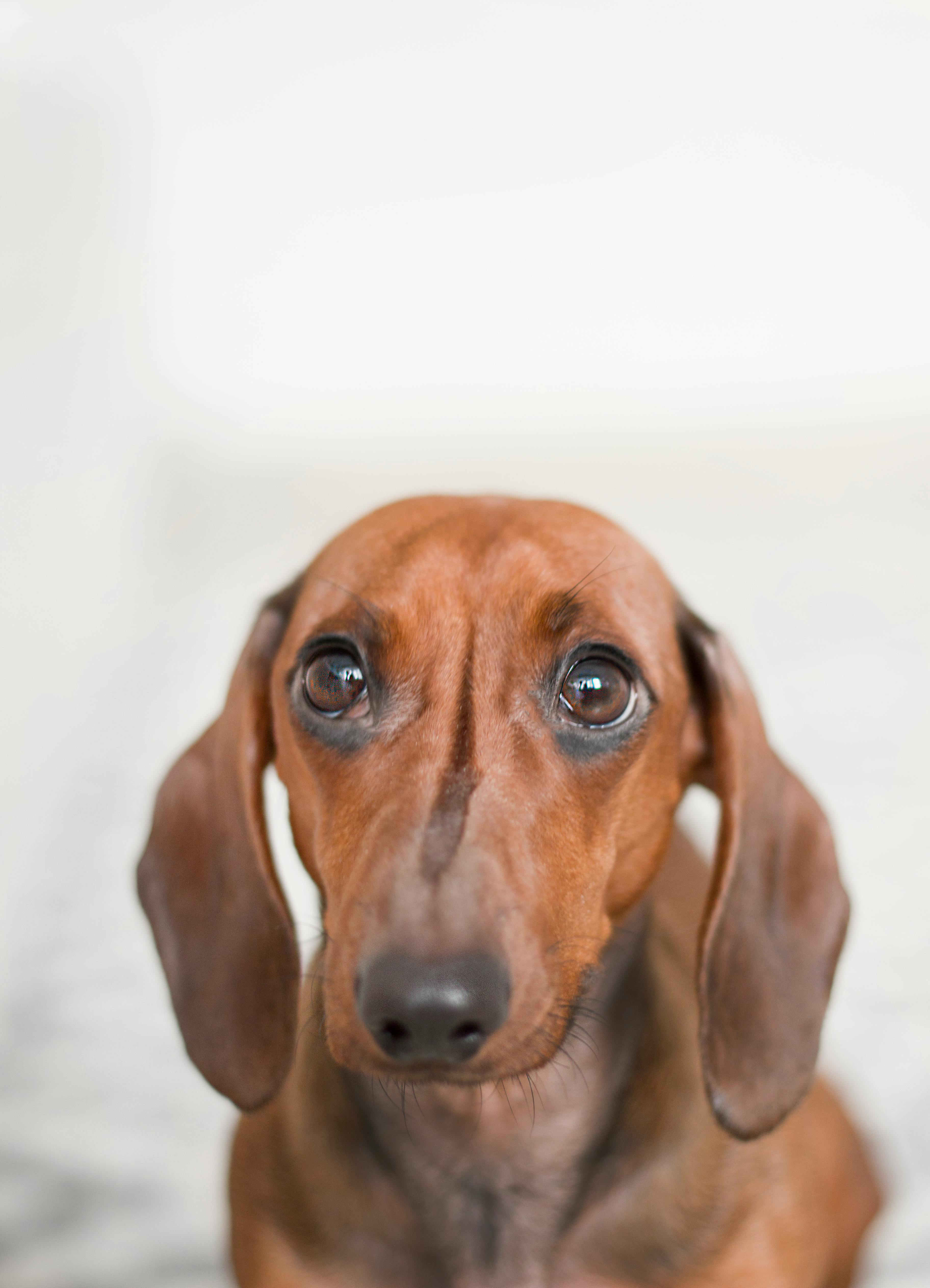 brown dog looking at the camera